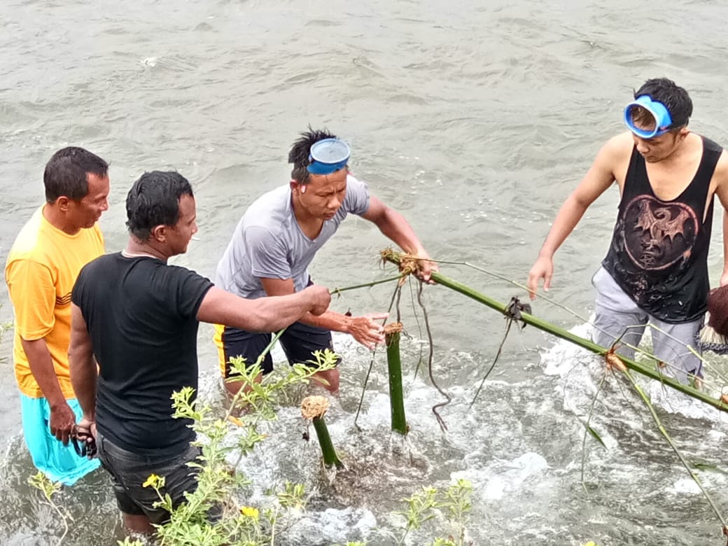 Suasana panen ikan larangan di batang Sumpur Pauh,Lubuk Sikaping